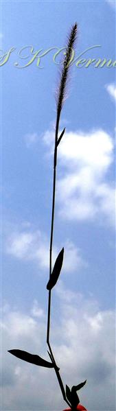  Plant with Inflorescence